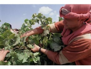 מוזיאון%20עתיקות%20הגולן%20ופארק%20קצרין%20,%20קצרין